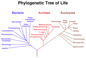 A phylogenetic tree of all living things, based on rRNA gene data, showing the separation of the three domains bacteria, archaea, and eukaryotes as described initially by Carl Woese. Trees constructed with other genes are generally similar, although they may place some early-branching groups very differently, presumably owing to rapid rRNA evolution. The exact relationships of the three domains are still being debated.
