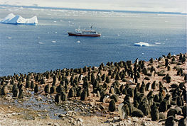 Adelie Penguin chicks in Antarctica, with MS Explorer and an iceberg in the background. The image was taken in January 1999. MS Explorer sank on November 23, 2007, after hitting an iceberg in Antarctica.