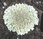 More than 200 species of lichens are known in Antarctica.