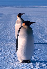 Emperor Penguins in Ross Sea, Antarctica.