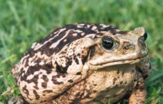 Lightly coloured Cane Toad