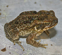 A young Cane Toad (Bufo marinus)