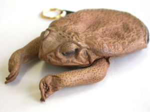 A purse made from Bufo marinus.