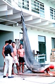 A tiger shark caught in Kaneohe Bay, Oahu in 1966.