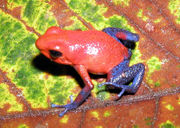 Oophaga pumilio, a poison dart frog, contains numerous alkaloids which deter predators.