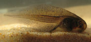 Tadpole of Haswell's Froglet (Paracrinia haswelli