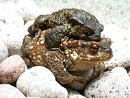 Male and female Common toad (Bufo bufo) in amplexus