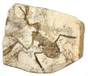 A fossilized frog from the Czech Republic, possibly Palaeobatrachus gigas.