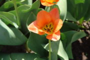 One of many tulips found along the side of Dow's Lake during the Tulip Festival.