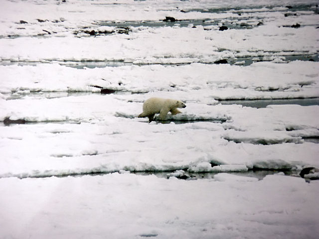 Image:Ursus maritimus walks over ice.jpg