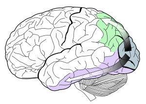 The visual dorsal stream (green) and ventral stream (purple) are shown. The ventral stream is responsible for color perception.