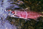 In their natural life cycle, salmon die shortly after spawning. Eagle Creek in Oregon, November 2007.