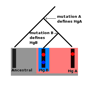      Ancestral Haplogroup      Haplogroup A (Hg A)     Haplogroup B (Hg B) All of these molecules are part of the ancestral haplogroup, but at some point in the past a mutation occurred in the ancestral molecule, mutation A, which produced a new lineage, this is haplogroup A and is defined by mutation A, at some more recent point in the past a new mutation, mutation B, occurred in a person carrying haplogroup A, mutation B defined haplogroup B, haplogroup B is a subgroup, or subclade of haplogroup A, both haplogrups A and B are subclades of the ancestral haplogroup.