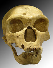 H. neanderthalensis La Chapelle-aux-Saints.