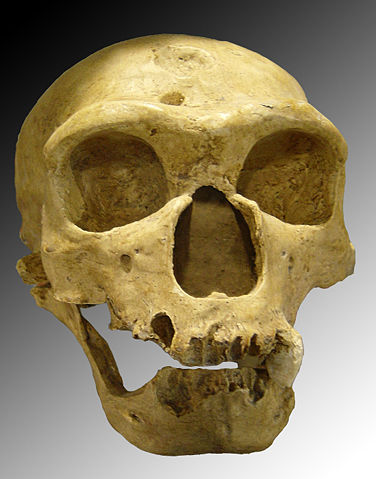 Image:Homo sapiens neanderthalensis.jpg