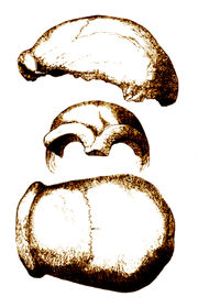 Type Specimen, Neanderthal 1.
