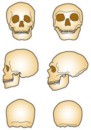 Comparison of crania, sapiens (left) and neanderthalensis (right).