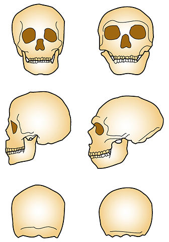 Image:Neandertal vs Sapiens.jpg