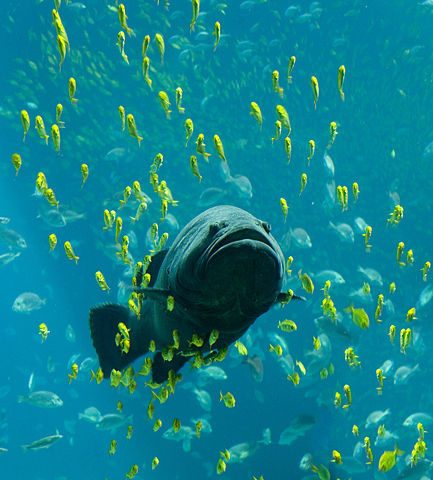 Image:Georgia Aquarium - Giant Grouper edit.jpg