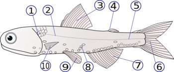 The anatomy of Lampanyctodes hectoris  (1) - operculum (gill cover), (2) - lateral line, (3) - dorsal fin, (4) - fat fin, (5) - caudal peduncle, (6) - caudal fin, (7) - anal fin, (8) - photophores, (9) - pelvic fins (paired), (10) - pectoral fins (paired)