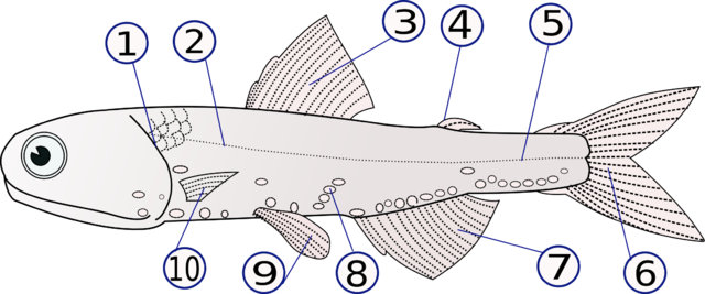 Image:Lampanyctodes hectoris (Hector's lanternfish)2.png