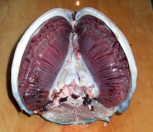 Tuna gills inside of the head. The fish head is oriented snout-downwards, with the view looking towards the mouth.