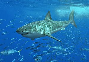 A 3 to 4 m great white shark off Isla Guadalupe