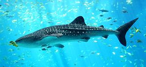 A Whale shark, the world's largest fish, is classified as Vulnerable.
