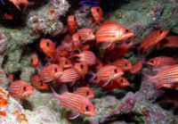 These squirrelfish are shoaling, not schooling: though swimming as a group, their speed and direction is not synchronised.