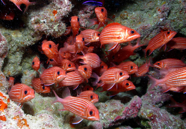 Image:School of reef fish at Rapture Reef, French Frigate Shoals.jpg