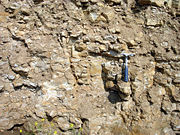Outcrop of Ordovician oil shale (kukersite), northern Estonia