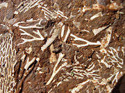 Fossils in Ordovician oil shale (kukersite), northern Estonia