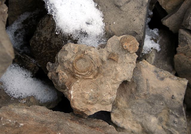Image:Arctic fossils.JPG