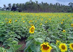 A sunflower farm near Mysore, India.