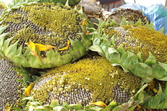 Sunflower heads sold as snacks in China.