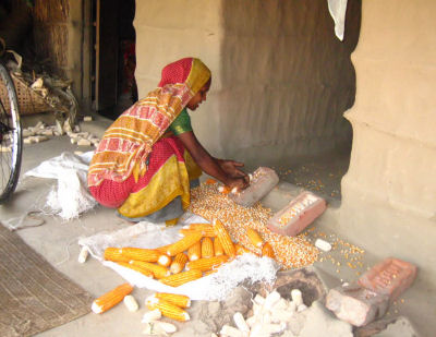 Substituting maize for rice in Bangladesh