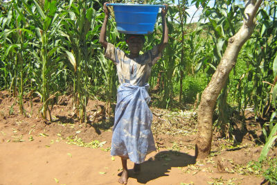 Maize growing can provide for the family