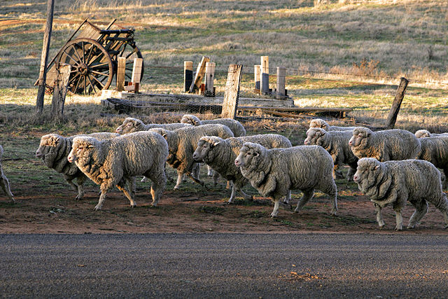 Image:Sheep walking down road.jpg