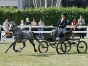 A welsh pony in fine harness competition