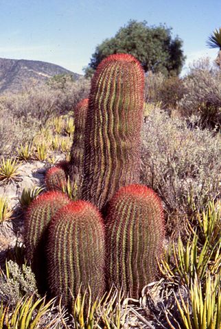 Image:Ferocactus1.jpg