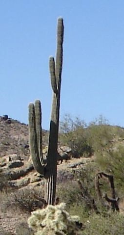 Image:Cactus arizona.jpg