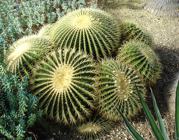 Image:Echinocactus grusonii kew.jpg