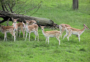 Fallow deer at Avon Valley Country Park, Keynsham, Bristol, England.