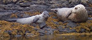 A grey seal and a pup on the Isle of Skye.