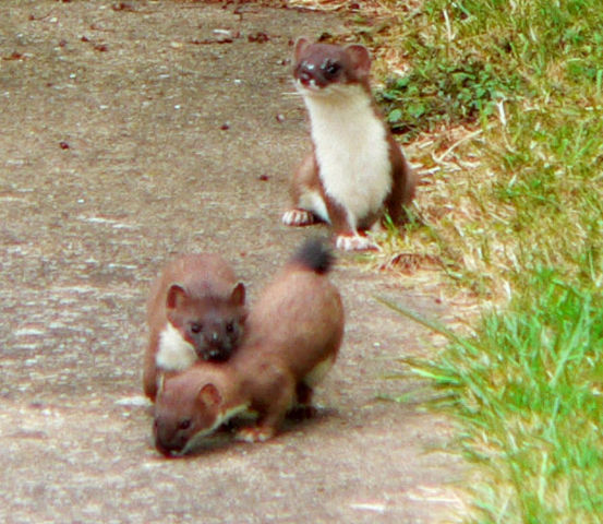 Image:Suffolk-stoats.jpg