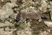 Young Mustela erminea