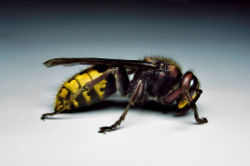 A female European hornet