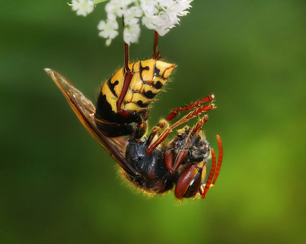 Image:Vespa crabro germana with prey Richard Bartz Crop.jpg