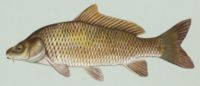 Common carp, Cyprinus carpio