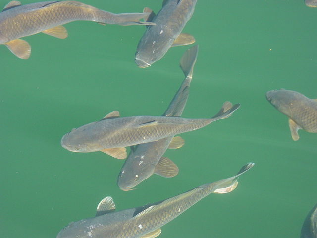 Image:LakePowellCarp5437.jpg